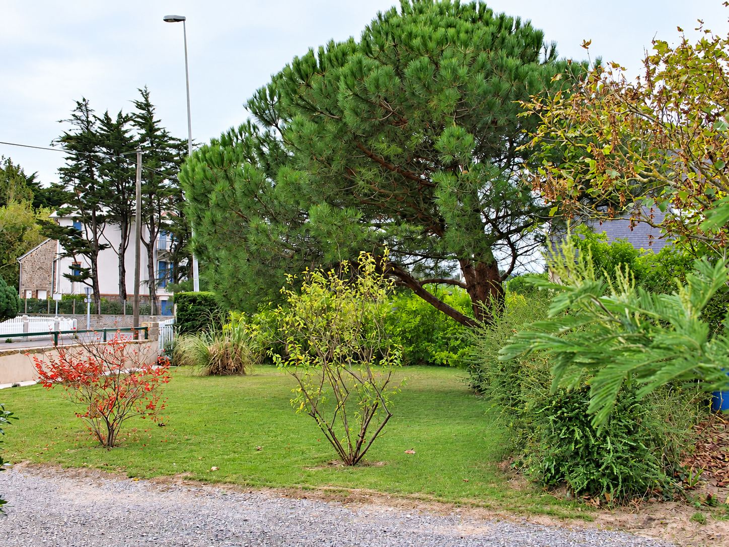 Un jardin engazonné avec des arbustes et un grand pin parasol, devant une maison blanche et une allée de gravier.